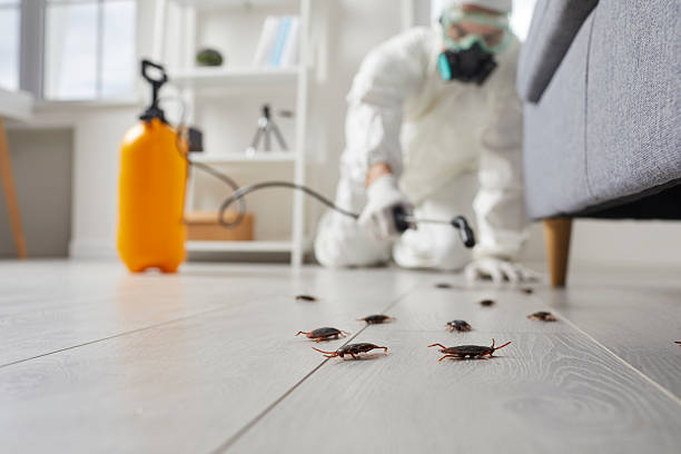 Post-Treatment Bed Bug Interceptor Monitoring in Kiln